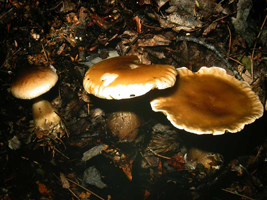 Clitocybe clavipes, Left to right shows stages of growth, young mature and over-mature.